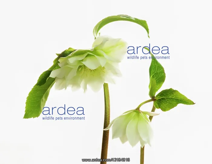 : Hellebore, Helleborus x hybridus Double Ellen White : Hellebore, Helleborus x hybridus Double Ellen White