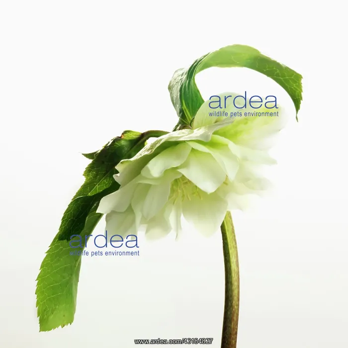  : Hellebore, Helleborus x hybridus Double Ellen White