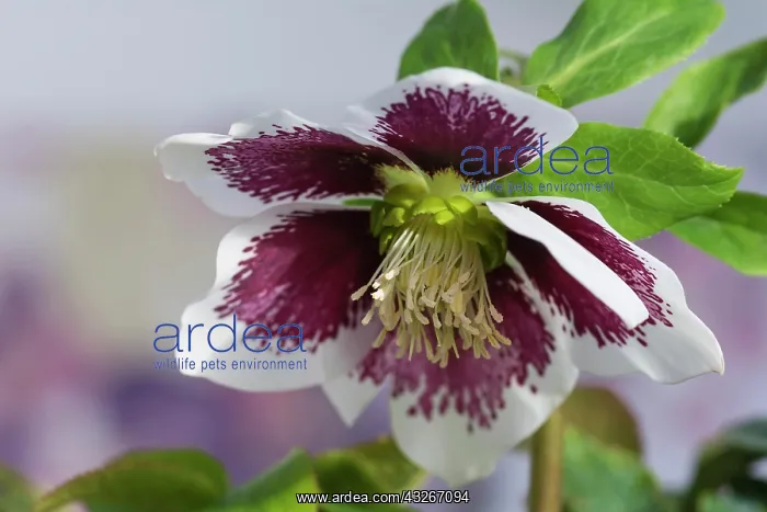 : Hellebore, Helleborus x hybridus Harvington white : Hellebore, Helleborus x hybridus Harvington white