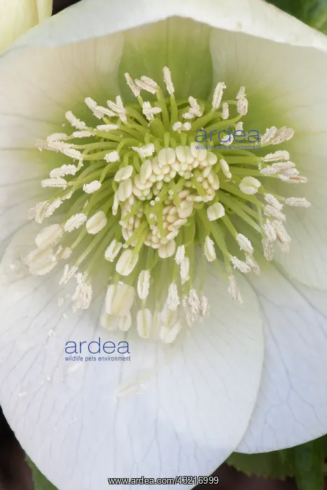 : Hellebore, Hillier hybrids Clear White, Helleborus : Hellebore, Hillier hybrids Clear White, Helleborus