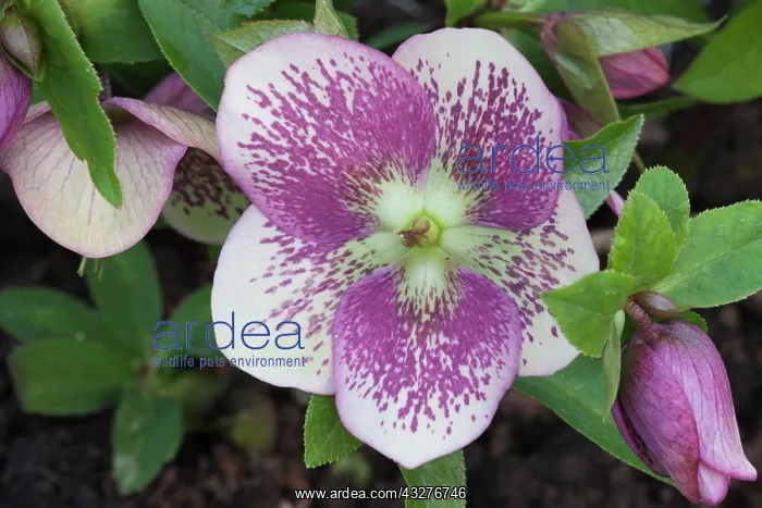 : Hellebore Hillier hybrids, Helleborus hybridus : Hellebore Hillier hybrids, Helleborus hybridus