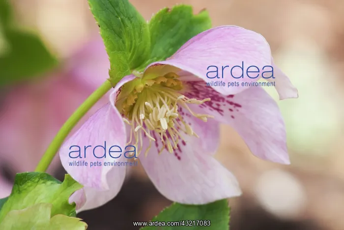 : Hellebore, Hillier hybrids Pink Spotted, Helleborus : Hellebore, Hillier hybrids Pink Spotted, Helleborus