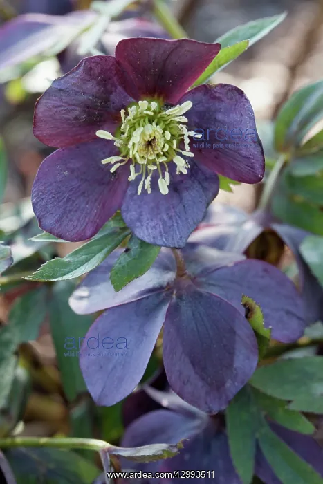 : Hellebore Smokey Blues : Hellebore Smokey Blues
