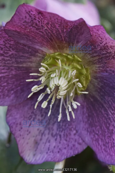 : Hellebore Snowdonia series, Helleborus orientalis : Hellebore Snowdonia series, Helleborus orientalis