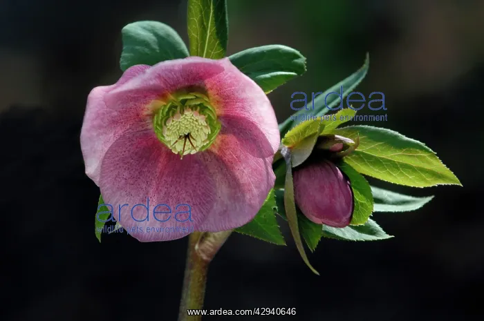 : Helleborus orientalis - a garden hybrid - a hardy : Helleborus orientalis - a garden hybrid - a hardy