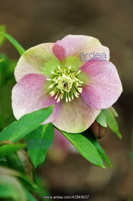 : Helleborus orientalis Red x Pink - a hybrid : Helleborus orientalis Red x Pink - a hybrid