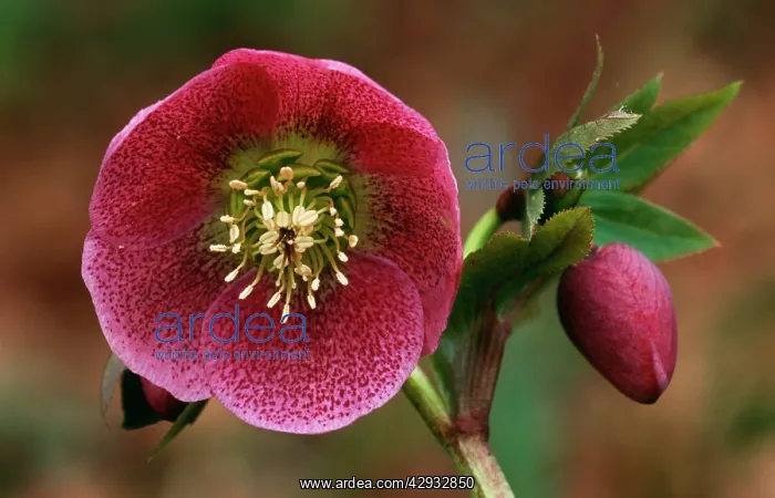 : HELLEBORUS orientalis 'Varieties sectionI- close-up : HELLEBORUS orientalis 'Varieties sectionI- close-up