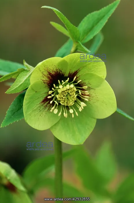 : HELLEBORUS orientalis 'Varieties sectionI- close-up : HELLEBORUS orientalis 'Varieties sectionI- close-up