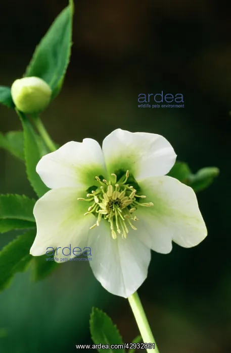 : HELLEBORUS orientalis 'Varieties sectionI- close-up : HELLEBORUS orientalis 'Varieties sectionI- close-up