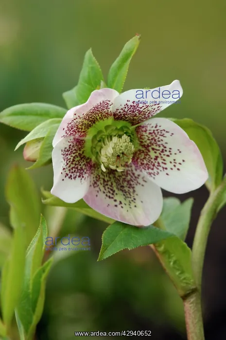 : Helleborus orientalis - White Spotted - garden hybrid : Helleborus orientalis - White Spotted - garden hybrid