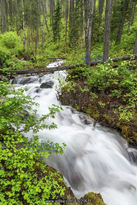 : Hellroaring Creek flowing strong in spring : Hellroaring Creek flowing strong in spring