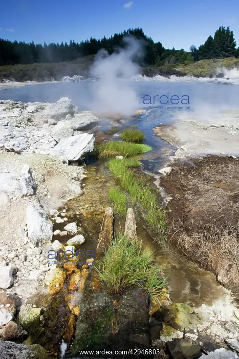 : Hell's Gate / Tikitere geothermal reserve - Green : Hell's Gate / Tikitere geothermal reserve - Green