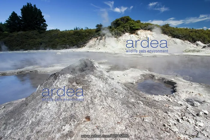 : Hell's Gate / Tikitere geothermal reserve - mud : Hell's Gate / Tikitere geothermal reserve - mud