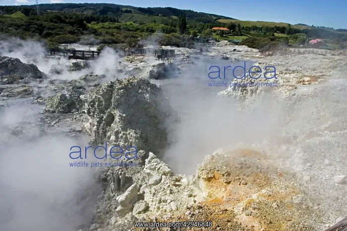  : Hell's Gate  /  Tikitere Maori owned geothermal reserve