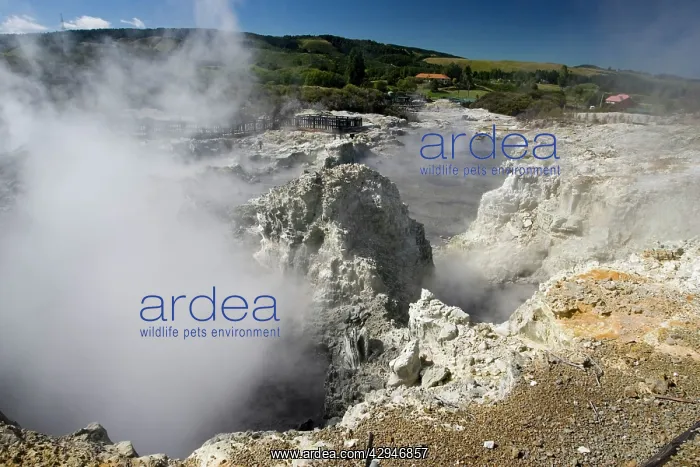 : Hell's Gate / Tikitere Maori owned geothermal reserve : Hell's Gate / Tikitere Maori owned geothermal reserve