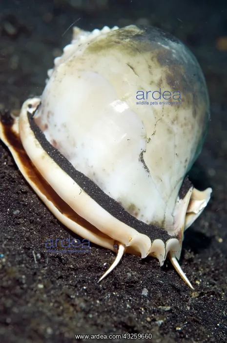  : Helmet Shell