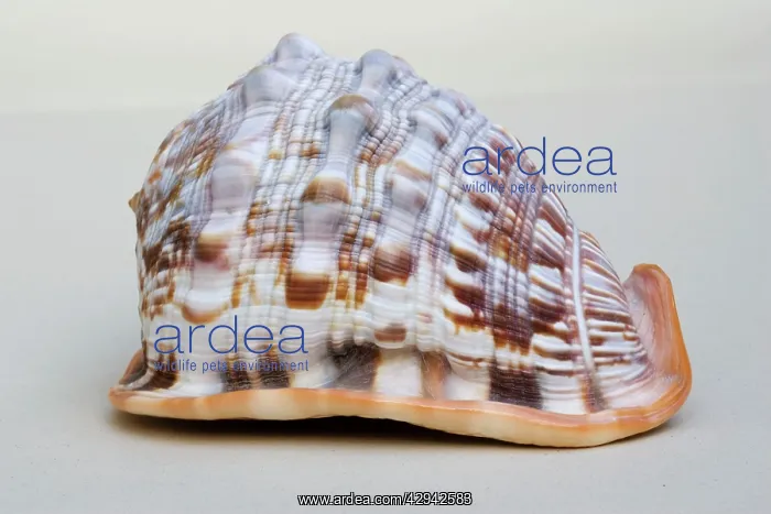  : Helmet shell - closeup of dorsal view of large Helmet shell