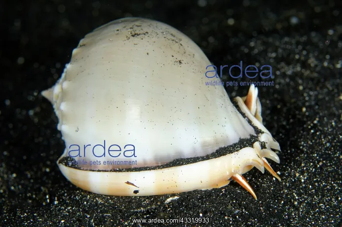 : Helmet Shell - crawling on black sand on night dive : Helmet Shell - crawling on black sand on night dive