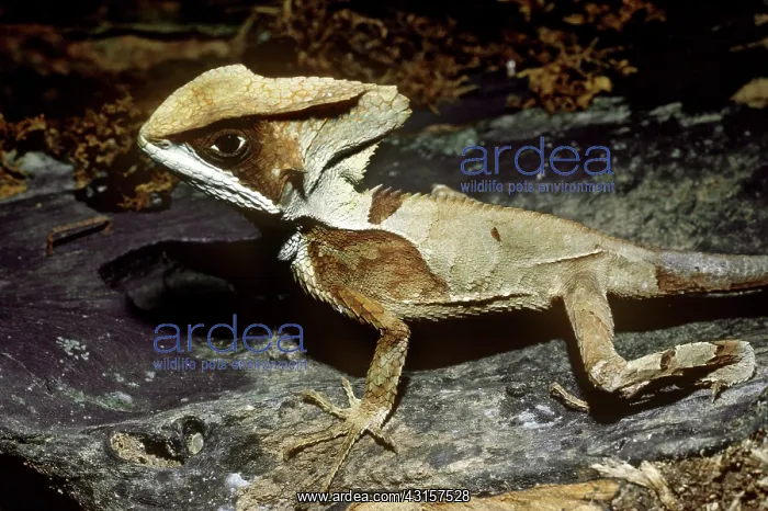 : Helmeted Basilisk : Helmeted Basilisk