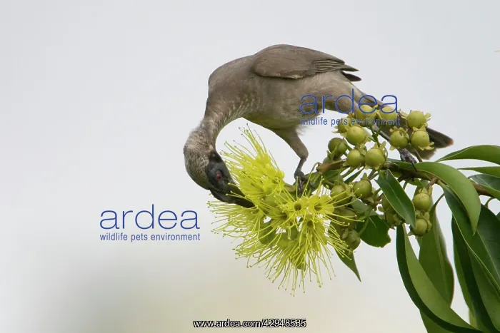 : Helmeted Friarbird : Helmeted Friarbird
