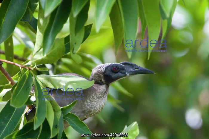 : Helmeted Friarbird : Helmeted Friarbird