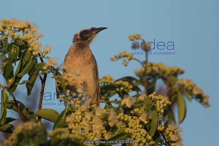 : Helmeted Friarbird Perched on the top of a flowering eu : Helmeted Friarbird Perched on the top of a flowering eu