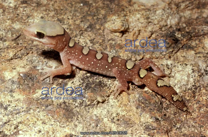 : Helmeted gecko : Helmeted gecko