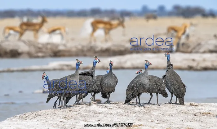 : Helmeted guinea fowl (Numida meleagris) : Helmeted guinea fowl (Numida meleagris)