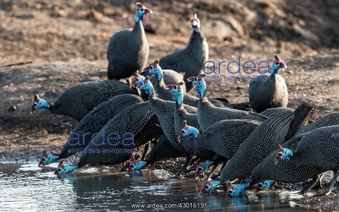 : Helmeted Guinea Fowls drinking from water hole : Helmeted Guinea Fowls drinking from water hole