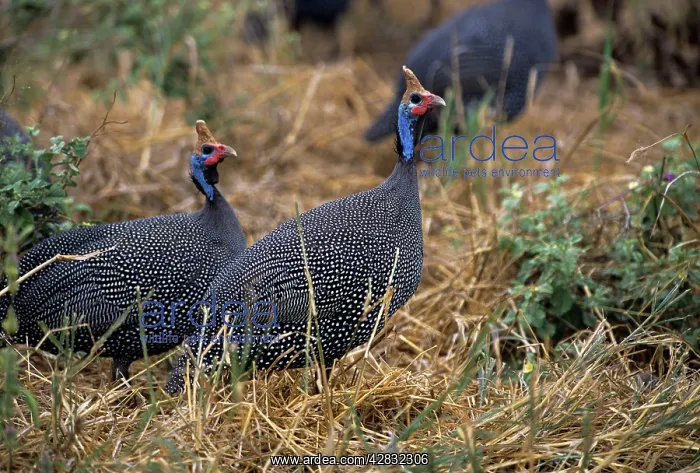 : Helmeted GUINEAFOWL : Helmeted GUINEAFOWL