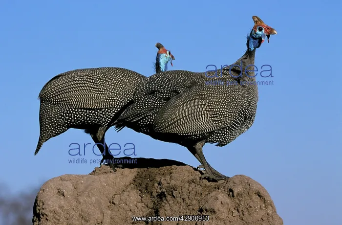 : Helmeted Guineafowl : Helmeted Guineafowl