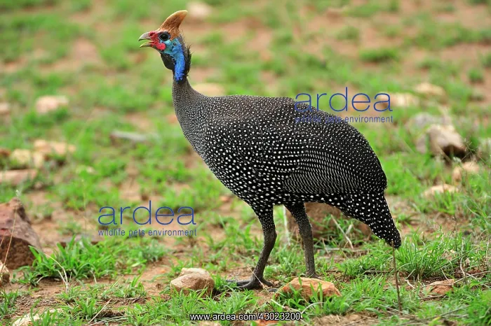 : Helmeted Guineafowl : Helmeted Guineafowl