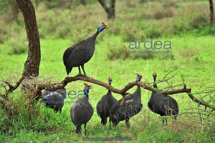 : Helmeted Guineafowl : Helmeted Guineafowl