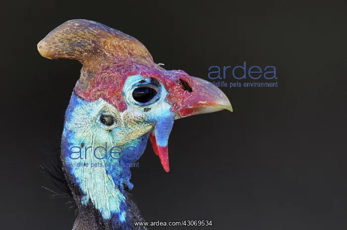 : Helmeted Guineafowl : Helmeted Guineafowl