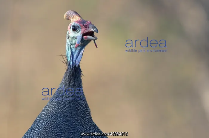 : Helmeted Guineafowl : Helmeted Guineafowl