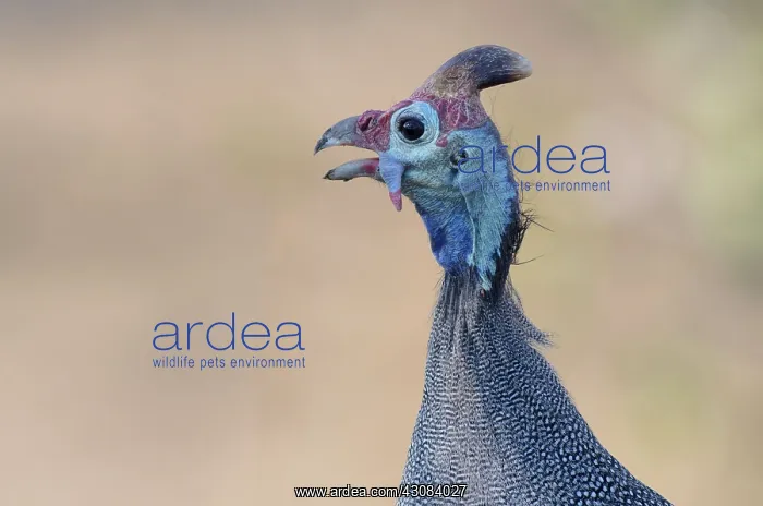 : Helmeted Guineafowl : Helmeted Guineafowl