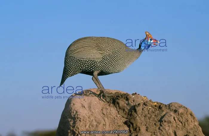 : Helmeted Guineafowl - alarm call by look out bird : Helmeted Guineafowl - alarm call by look out bird