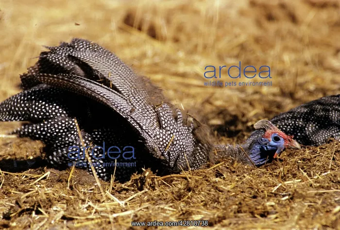 : Helmeted Guineafowl - in Elephant dung : Helmeted Guineafowl - in Elephant dung