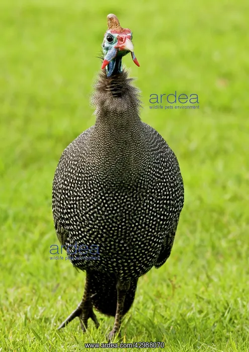 : Helmeted Guineafowl - feeding on grass. Kirstenbosch : Helmeted Guineafowl - feeding on grass. Kirstenbosch