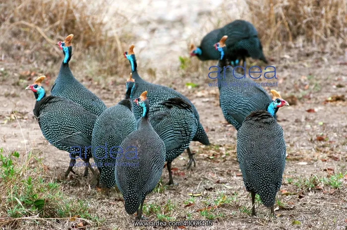 : Helmeted guineafowl (Numida meleagris) : Helmeted guineafowl (Numida meleagris)