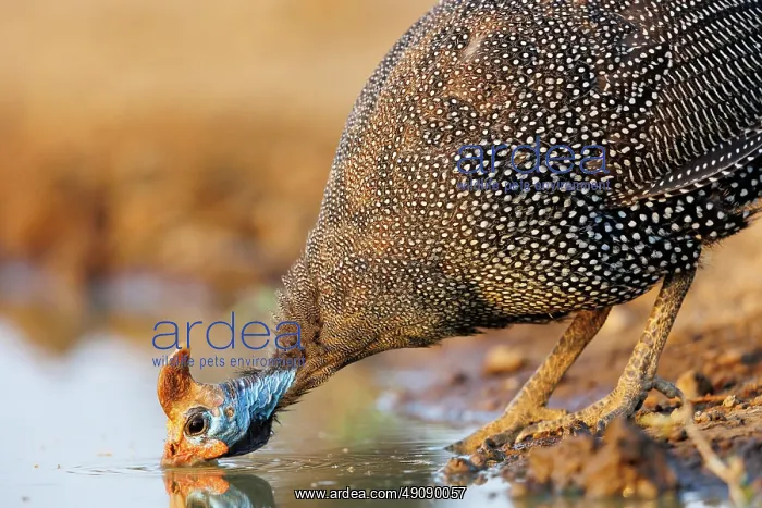 : helmeted guineafowl (Numida meleagris) : helmeted guineafowl (Numida meleagris)