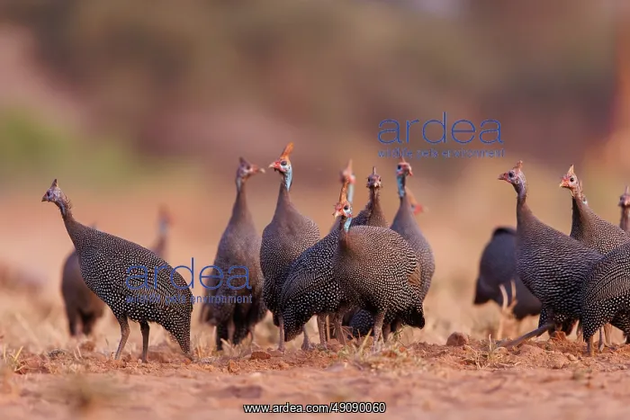: helmeted guineafowl (Numida meleagris) : helmeted guineafowl (Numida meleagris)