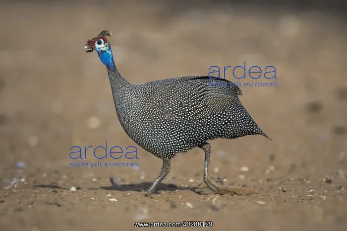 : Helmeted guineafowl (Numida meleagris), running : Helmeted guineafowl (Numida meleagris), running