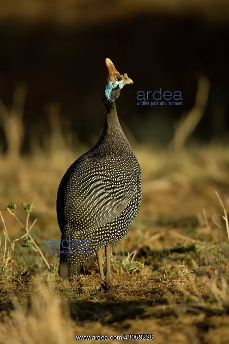 : Helmeted Guineafowl, Numida meleagris, walking : Helmeted Guineafowl, Numida meleagris, walking