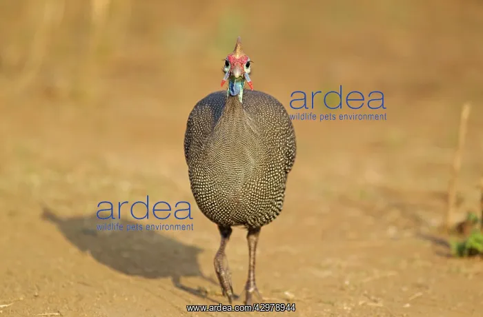 : Helmeted Guineafowl - running : Helmeted Guineafowl - running