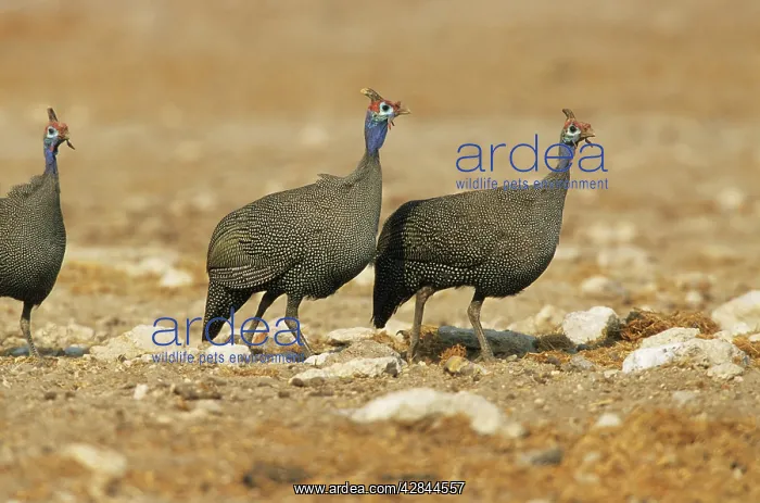 : Helmeted GUINEAFOWL - x three : Helmeted GUINEAFOWL - x three