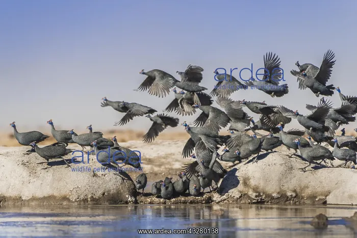: Helmeted guineafowls (Numida meleagris), flock of : Helmeted guineafowls (Numida meleagris), flock of