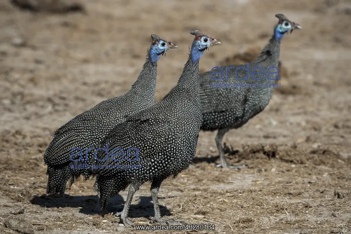 : Helmeted guineafowls (Numida meleagris), Nxai Pan : Helmeted guineafowls (Numida meleagris), Nxai Pan