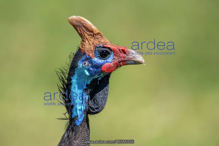 : Helmeted guineafowls (Numididae), animal portrait : Helmeted guineafowls (Numididae), animal portrait