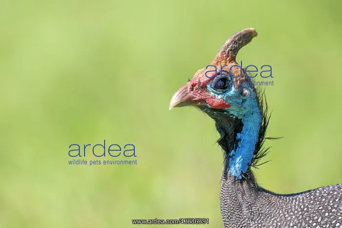 : Helmeted guineafowls (Numididae), animal portrait : Helmeted guineafowls (Numididae), animal portrait